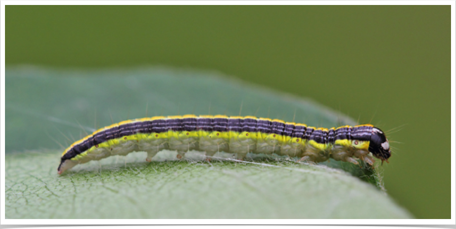 Epipaschia superatalis
Dimorphic Macalla
Bibb County, Alabama